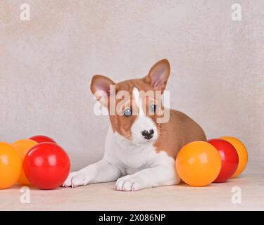 Adorable chien basenji marron et blanc avec des boules de couleur Banque D'Images