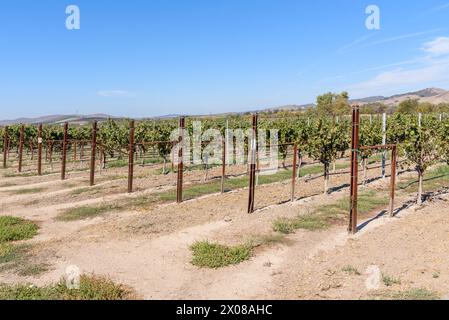 Rangées de vignes dans le sud de la Californie par un clair jour d'automne Banque D'Images