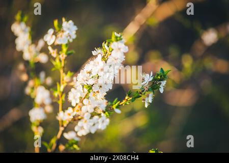 Arbre en fleurs mirabelle Banque D'Images