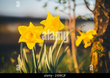 Narcisse jaune, jonquils Banque D'Images