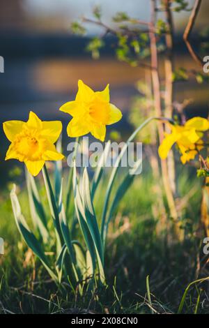 Narcisse jaune, jonquils Banque D'Images