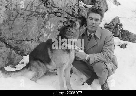 Current 9 - 8 - 1973 : le nouveau film norvégien StarLe chien policier Faiko a eu un grand succès en tant que star de cinéma dans le tournage du livre de Jack London 'When the Wild Beast Wakes Up'. Sa co-star dans le film est Charlton Heston. Faiko a reçu les meilleures critiques. Il n'est pas devenu une prima donna. Les pattes sont au sol. Le chien est détenu et dressé par l'officier de police Olav Pedersen, qui a également eu un petit rôle dans le film en tant que chandail rouge. "De tous les rôles supplémentaires, bien sûr, j'ai dû obtenir celui-ci", dit Pedersen, qui dans le film agit avec un bâton comme un agresseur d'animaux. Photo : ODD Ween / Aktuell / NTB ***PHOTO N Banque D'Images