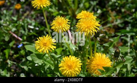 Fleurs de pissenlit sur le champ, vue d'en haut. Fleurs de pissenlit jaunes florissantes sur la prairie au printemps. Banque D'Images