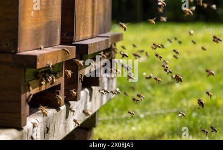 Essaims d'abeilles à l'entrée de la ruche dans une abeille à miel fortement peuplée, volant dans l'air du printemps Banque D'Images