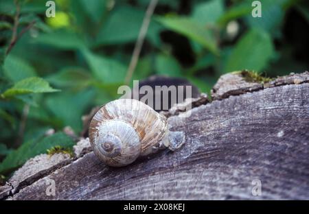 Helix pomatia. Escargot romain Banque D'Images