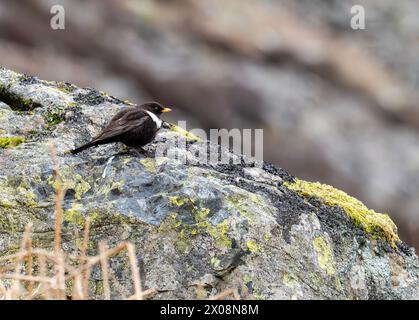 Un mâle Ring Ouzel, Turdus torquatus sur Carrock Fell, Lake District, Royaume-Uni. Banque D'Images