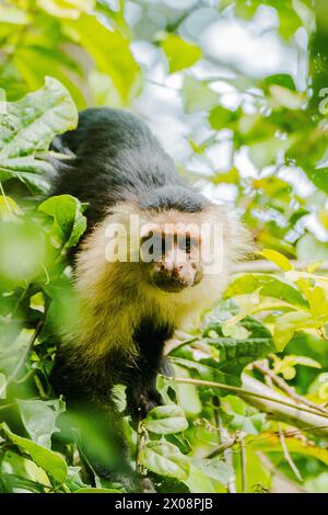 Cebus capucinus, singe capucinus, capucinus à face blanche, observe intentionnellement une verdure luxuriante canopée au Costa Rica. Banque D'Images