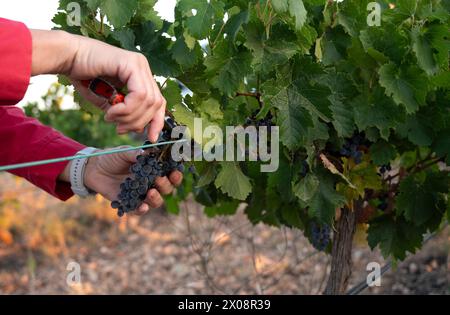 Un gros plan d'une main récoltant doucement des raisins mûrs des vignes de Villarrobledo, Espagne, signalant le début de la saison des vendanges avec un Banque D'Images