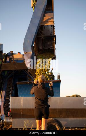 Travailleur surveille la première récolte de raisins blancs pour les jeunes vins blancs et muscat à Villarrobledo, Espagne. Banque D'Images