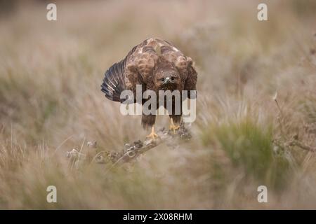 Un majestueux Buzzard commun (Buteo buteo) installé dans un habitat naturel de prairie, mettant en valeur son plumage impressionnant et son regard intense Banque D'Images