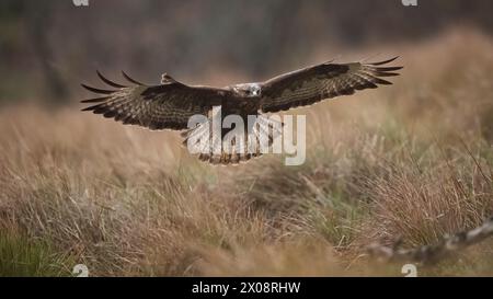 Une buzzard commune, Buteo buteo, affiche son impressionnante envergure alors qu'elle s'élève gracieusement au-dessus d'une campagne dorée et herbeuse, incarnant l'esprit sauvage O. Banque D'Images