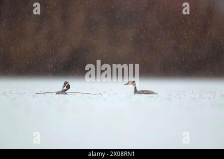 Deux grands grebes à crête glissent paisiblement sur un lac serein tandis que de délicats flocons de neige créent une scène tranquille. Banque D'Images