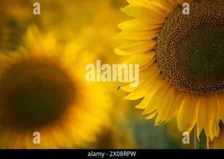 Un gros plan de tournesols brillants en fleurs, capturant la beauté naturelle du paysage rural, Guadalajara, Espagne Banque D'Images