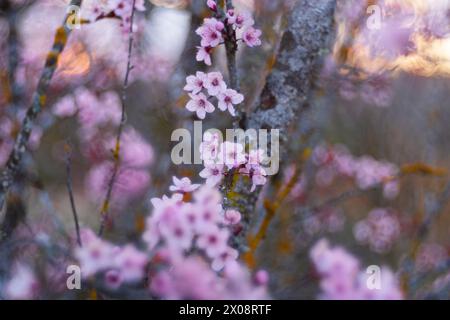 Gros plan délicat de fleurs d'amande rose avec fond bokeh. Banque D'Images
