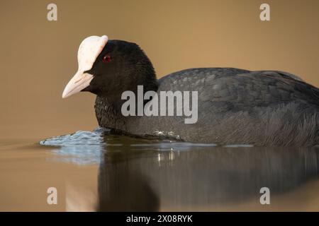 Gros plan d'un coot eurasien (Fulica atra) flottant dans une eau tranquille avec un reflet subtil, mettant en valeur son bec blanc distinctif et ses yeux rouges Banque D'Images