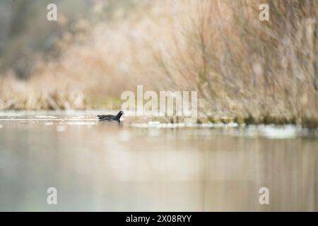 Une image sereine d'un moorhen commun (Gallinula chloropus) nageant calmement dans un étang, avec des roseaux flous en arrière-plan créant un doux, na Banque D'Images