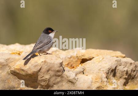 Une image vivante capturant une Paruline sarde ou Sylvia melanocephala perchée gracieusement sur une roche calcaire sur un fond doux et flou. Banque D'Images