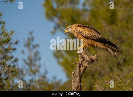 Un majestueux oiseau rouge cerf-volant est perché sur une branche dans les sereins champs de Lleida, mettant en valeur son plumage détaillé sous un ciel bleu clair Banque D'Images