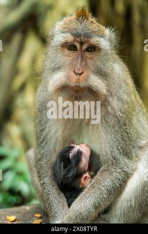 Un moment tendre capturé entre une mère singe et son nouveau-né, niché dans son étreinte au milieu de la verdure luxuriante de l'habitat naturel de Bali. Banque D'Images