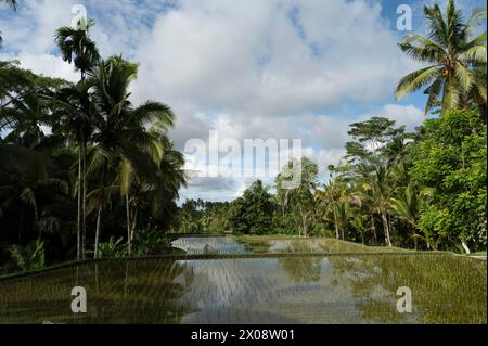Verdure luxuriante et eaux calmes dans les rizières de Bali, entourées de palmiers tropicaux reflétant l'humeur du ciel. Banque D'Images