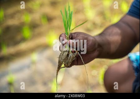 Gros plan de la main d'un fermier balinais recadré méconnaissable tenant un jeune plant de riz, mettant en valeur le mode de vie agricole à Bali. Banque D'Images