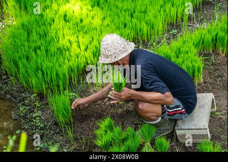 Un agriculteur balinais méconnaissable portant un chapeau de paille tend aux jeunes plants de riz dans les rizières vertes vibrantes de Bali. Banque D'Images