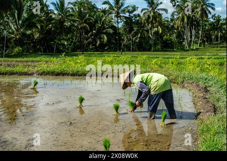 Un agriculteur balinais plante méticuleusement des plants de riz dans une rizière remplie d'eau, entourée d'une végétation luxuriante sous un ciel bleu. Banque D'Images