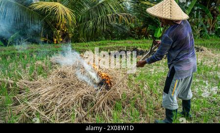 Un agriculteur balinais en tenue traditionnelle a tendance à un feu au milieu des rizières à Bali, gérant les débris post-récolte avec une approche écologique. Banque D'Images