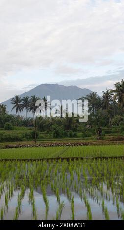 Rizières sereines au premier plan avec le majestueux Mont Agung dominant en arrière-plan sous un ciel nuageux doux à Bali, Indonésie Banque D'Images