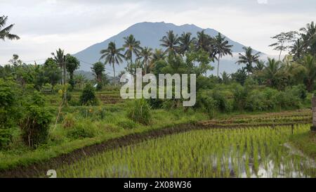 Vue panoramique sur les rizières luxuriantes en terrasses à Bali avec le majestueux Mont Agung en arrière-plan sous un ciel nuageux Banque D'Images