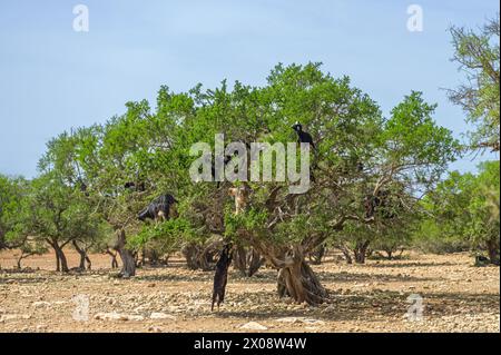 Les chèvres marocaines perchées dans des arganiers luxuriants contre un ciel bleu clair, mettant en valeur les pratiques agricoles uniques dans la campagne du Maroc Banque D'Images