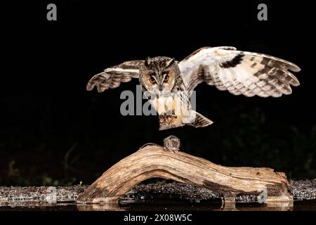 Un hibou époustouflant aux yeux ambrés perçants est capturé à mi-vol, descendant vers une branche de bois noueux sur un fond sombre Banque D'Images