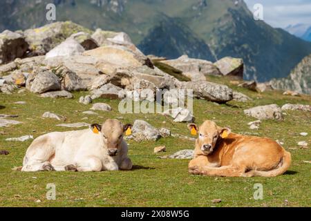Deux vaches paisibles reposant sur une prairie alpine verdoyante avec un fond montagneux sous un ciel clair Banque D'Images