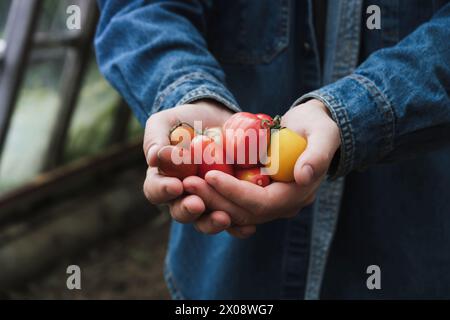 Personne cultivée méconnaissable présentant une variété de tomates fraîchement récoltées bercées délicatement dans leurs mains creusées Banque D'Images