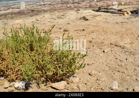 Plante d'herbe du désert au Qatar. Plante du désert Cornulaca monacantha Delile Banque D'Images