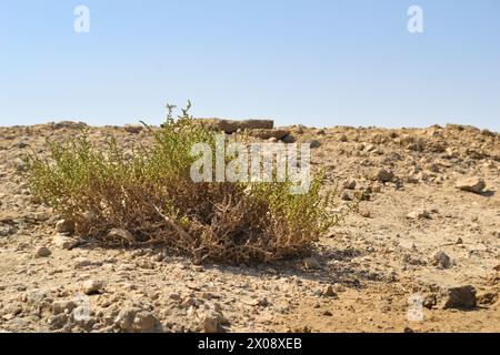 Plante d'herbe du désert au Qatar. Plante du désert Cornulaca monacantha Delile Banque D'Images