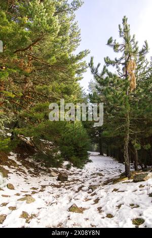 La lumière du soleil traverse une forêt de pins dense et enneigée, illuminant la brume et soulignant la tranquillité du paysage naturel. Banque D'Images