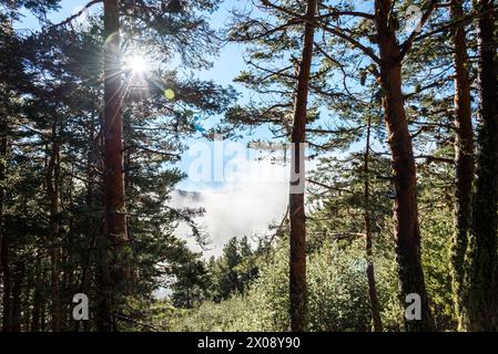 La lumière du soleil traverse une dense forêt de pins, illuminant la brume et soulignant la tranquillité du paysage naturel. Banque D'Images