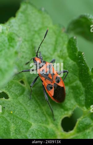 Gros plan vertical détaillé sur une guêpe maçonne précoce, Ancistrocerus nigricornis assise sur du bois Banque D'Images