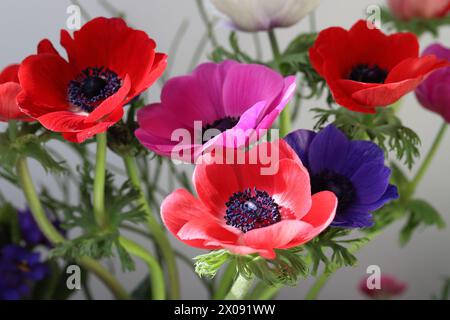 Vue rapprochée de belles fleurs d'anémone colorées dans un bouquet, fond blanc flou Banque D'Images