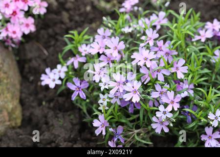 Plan macro du beau centre d'une Anemone coronaris avec une vue sur les anthères violettes Banque D'Images