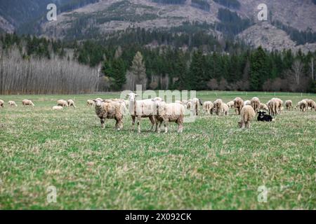 portrait de 3 moutons regardant la caméra. en arrière-plan, il y a un troupeau de moutons qui paissent sur une grande prairie et des collines. Banque D'Images