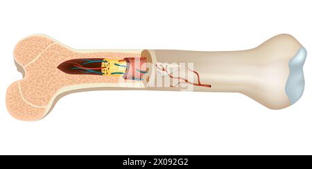 Structure et composants de l'os long. Illustration de Vecteur