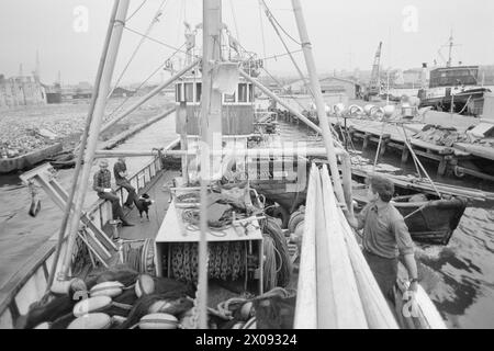 Aktuell 34-1-1973 : Storfiske på Oslo havnBrislingen skyr ikke kloakkutslipene fra storbyen. Tusenvis av skjepper som er fanget like utenfor det indre havneområdet av Oslo blir til delikate 'sardiner' som spises Med stor appetitt. Foto : ODD Ween / Aktuell / NTB ***FOTO IKKE BILDEBEHANDLET*** ce texte a été traduit automatiquement! Banque D'Images