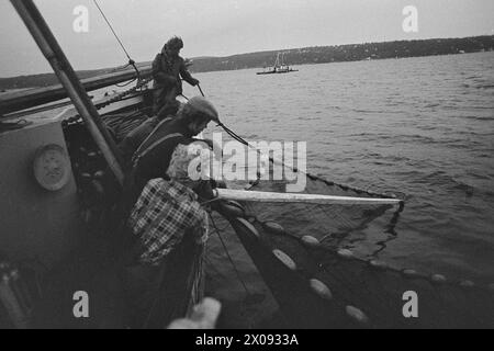 Aktuell 34-1-1973 : Storfiske på Oslo havnBrislingen skyr ikke kloakkutslipene fra storbyen. Tusenvis av skjepper som er fanget like utenfor det indre havneområdet av Oslo blir til delikate 'sardiner' som spises Med stor appetitt. Foto : ODD Ween / Aktuell / NTB ***FOTO IKKE BILDEBEHANDLET*** ce texte a été traduit automatiquement! Banque D'Images