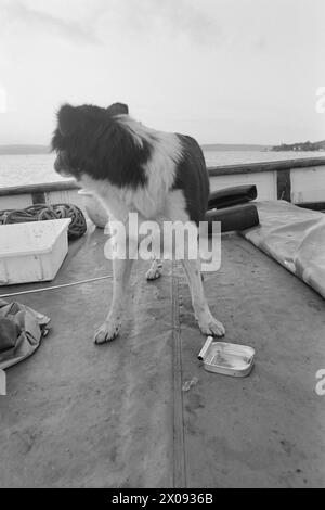 Aktuell 34-1-1973 : Storfiske på Oslo havnBrislingen skyr ikke kloakkutslipene fra storbyen. Tusenvis av skjepper som er fanget like utenfor det indre havneområdet av Oslo blir til delikate 'sardiner' som spises Med stor appetitt. Foto : ODD Ween / Aktuell / NTB ***FOTO IKKE BILDEBEHANDLET*** ce texte a été traduit automatiquement! Banque D'Images