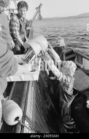Aktuell 34-1-1973 : Storfiske på Oslo havnBrislingen skyr ikke kloakkutslipene fra storbyen. Tusenvis av skjepper som er fanget like utenfor det indre havneområdet av Oslo blir til delikate 'sardiner' som spises Med stor appetitt. Foto : ODD Ween / Aktuell / NTB ***FOTO IKKE BILDEBEHANDLET*** ce texte a été traduit automatiquement! Banque D'Images