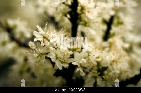 fleurs de prunes au printemps (hi key) Banque D'Images