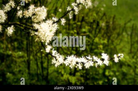 fleurs de prunes au printemps (hi key) Banque D'Images