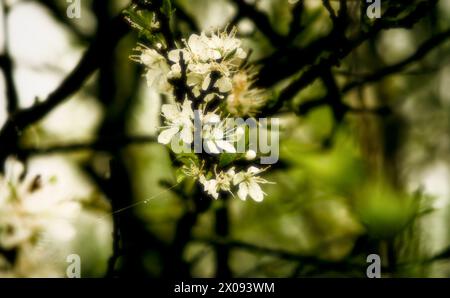 fleurs de prunes au printemps (hi key) Banque D'Images